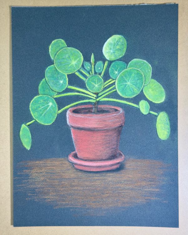 Chinese Money Plant (Pilea peperomioides)
7 x 9 PastelMat -
Pastel Pencil