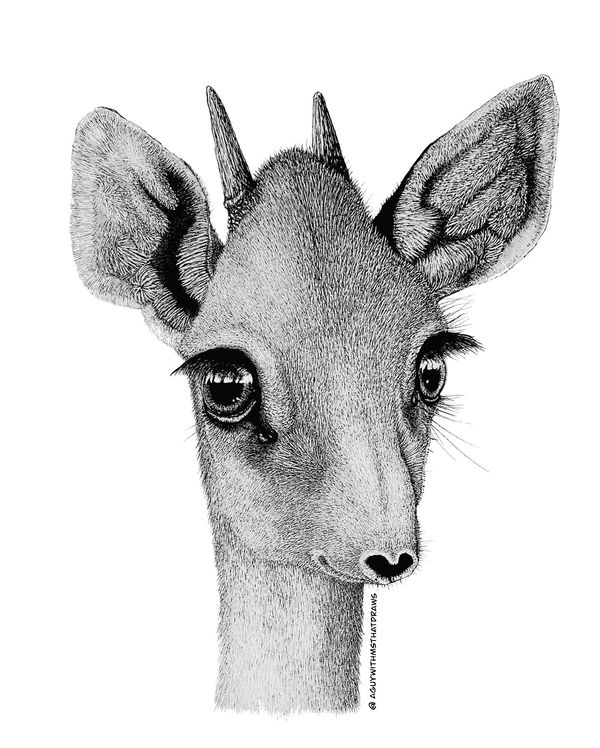 African Dik-dik drawing, hand drawn using fine liner pens
