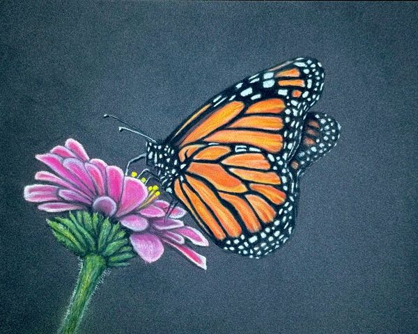 Monarch Butterfly
7 x 9 PastelMat -
Pastel Pencil