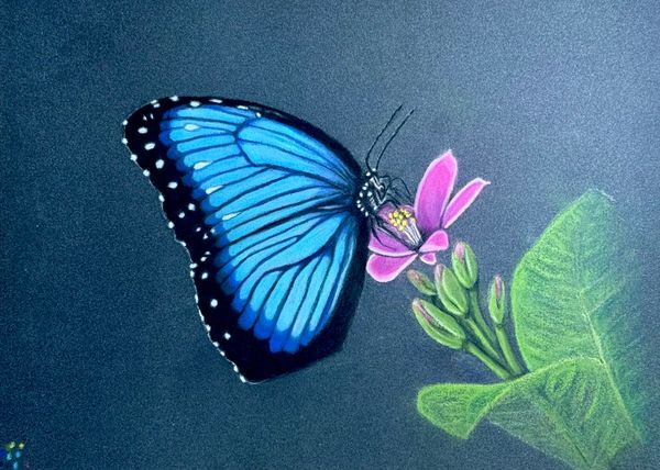 7x9.5 pastel pencil drawing of a blue morpho butterfly on a pink flower with green leaves.
