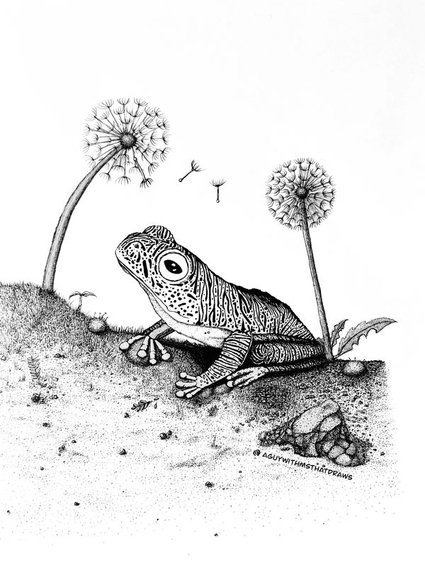 False Malabar gliding frog