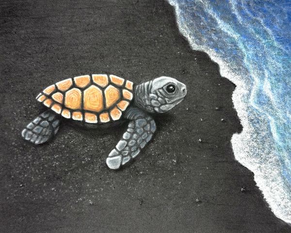 7x9.5 pastel pencil drawing of a baby sea turtle on the beach with rippling blue water