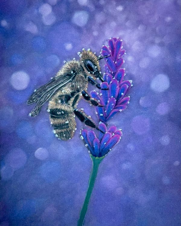 7x9.5 pastel pencil drawing of a honeybee on lavender detailed animal artwork by aGuyWithMSthatDraws