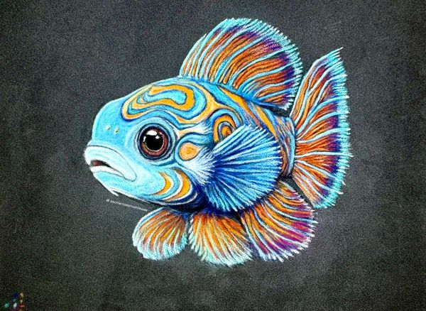 Mandarin fish - 
7x9 PastelMat -
Pastel Pencil