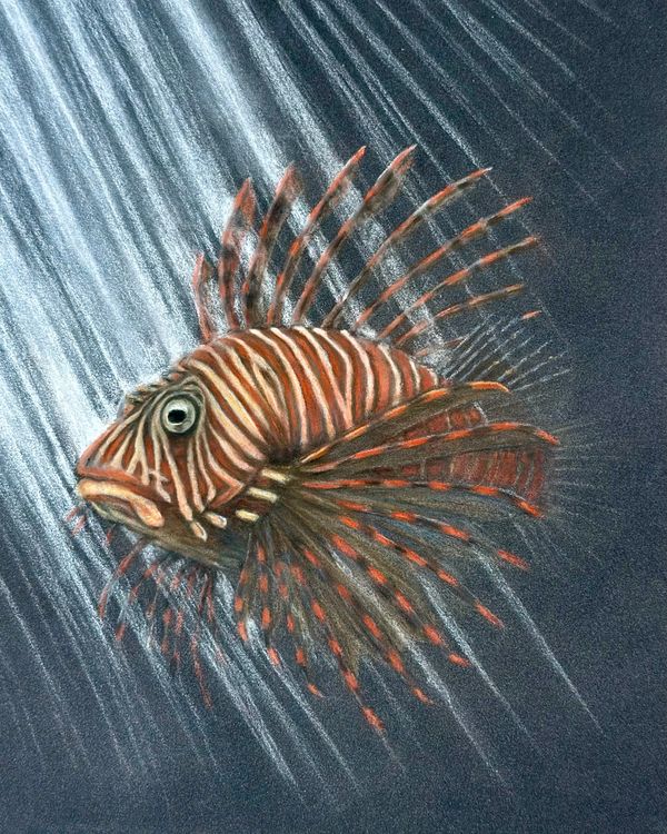 7x9.5 pastel pencil drawing of a lionfish swimming with fins spread in soft underwater li