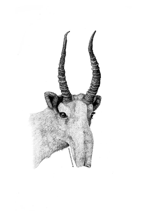 Saiga - 
9x12 Hot pressed 320g/m2 watercolor paper
Archival Ink
