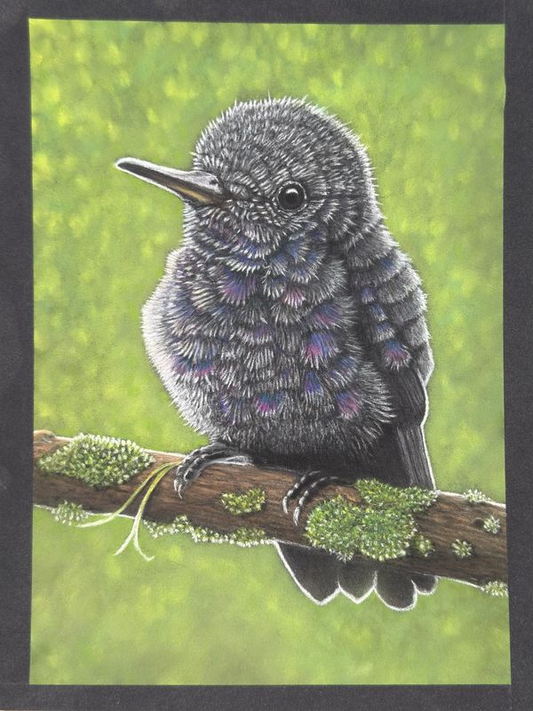 7x9.5 pastel pencil drawing of a fluffy gray hummingbird  perched on a branch with a green backgroun