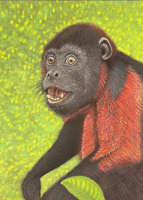 7x9.5 pastel pencil drawing of a red howler monkey against a bright green background