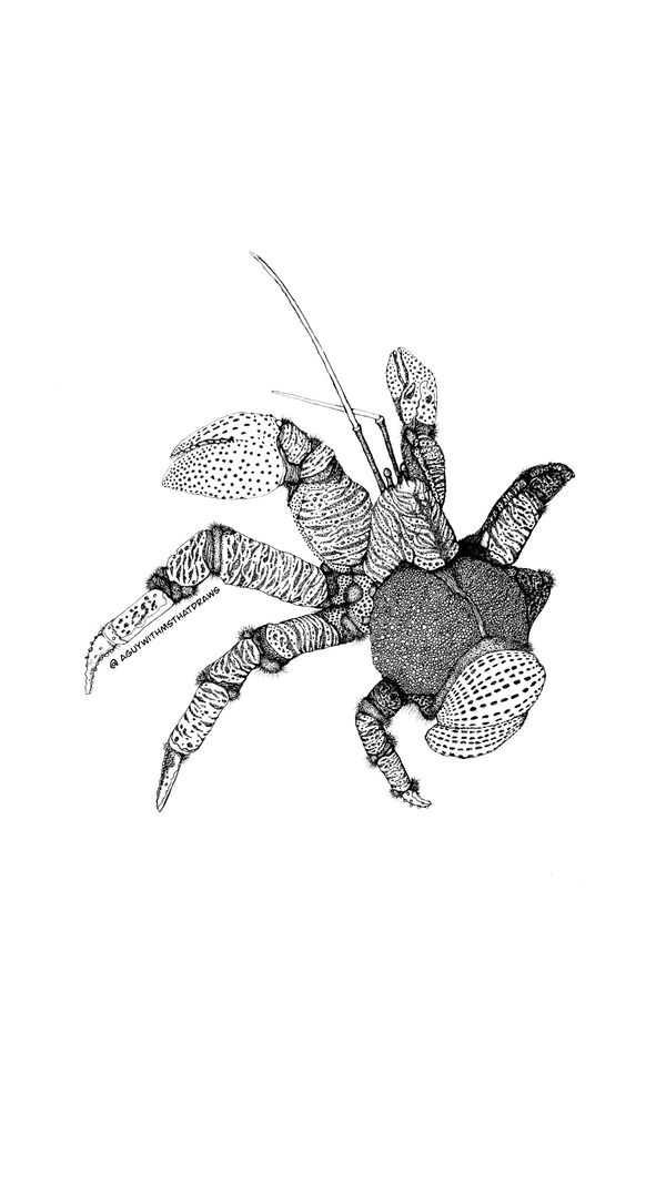 Coconut crab - 
9x12 Hot pressed 320g/m2 watercolor paper
Archival Ink