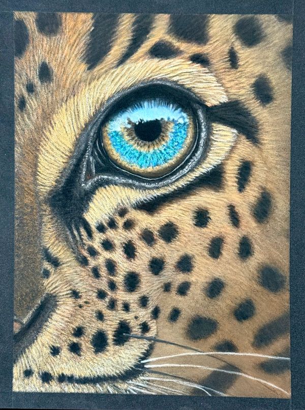 7.5x9 pastel pencil drawing of a leopard’s eye and facial markings in close-up