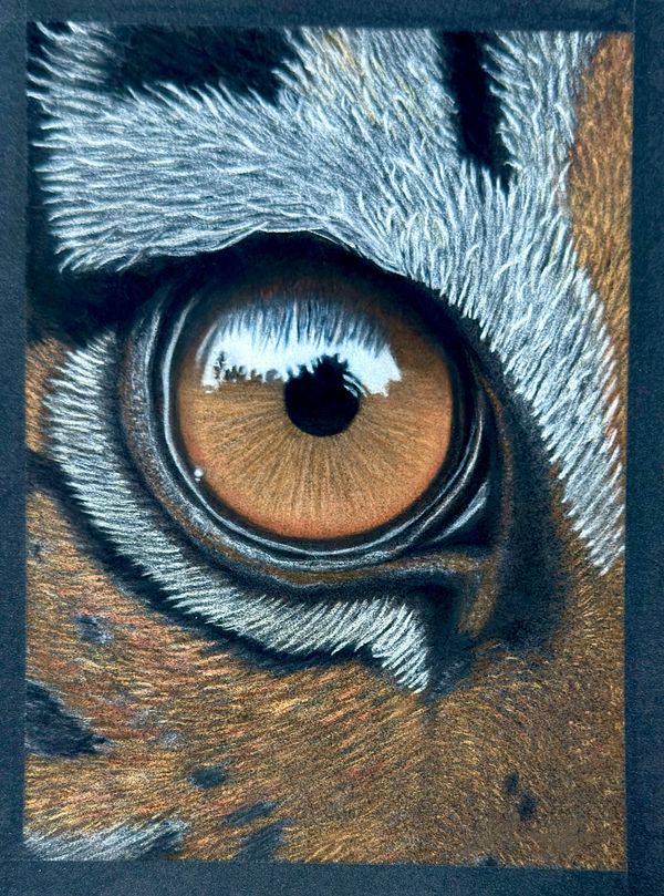 7x9.5 pastel pencil drawing of a tigers eye close-up