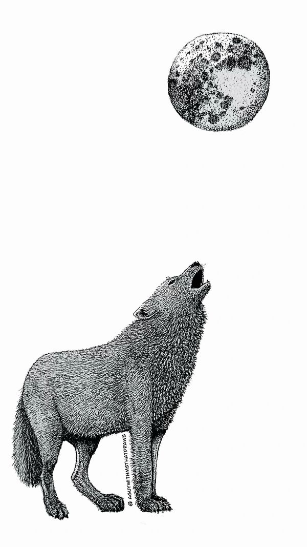 Wolf drawn, using fine liner, ink, pens