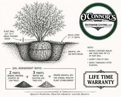 Diagram of proper planting for outdoor shrubs with soil and mulch details.