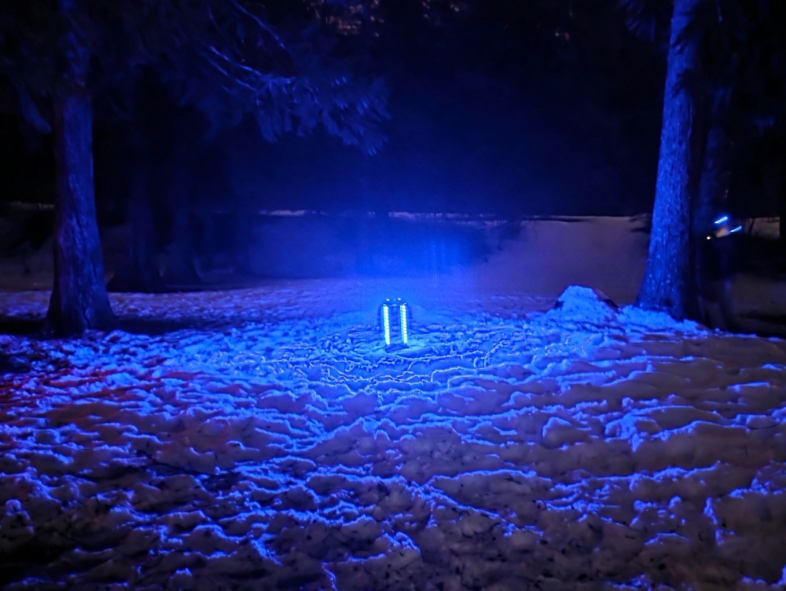 Blue light illuminates snowy ground between two trees at night.