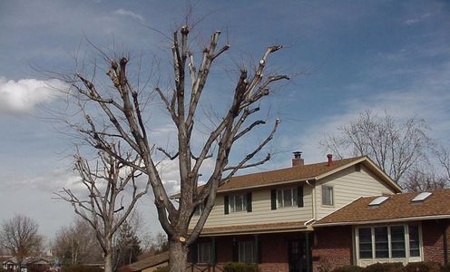 Tree Pruning Arvada