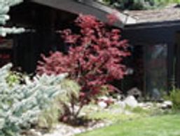 Jones Tree & Lawn, beautiful red tree  Japanese, Maple. botanically , Acer, palmatum var. atropurpur