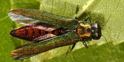 emerald ash bore, pest, control. shrubs, trees, predatory, insect, bug, insect, damaging, 