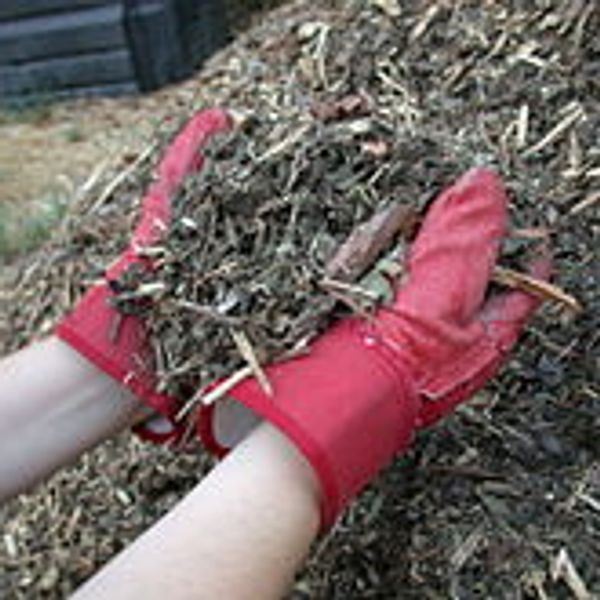 mulching trees