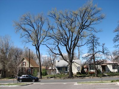 Tree Pruning