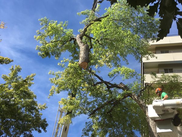 Tree Trimming Services