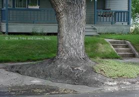 This Maple was found growing near DU in the "devils strip" between the sidewalk and the curb. The ro