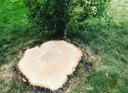 stump removal