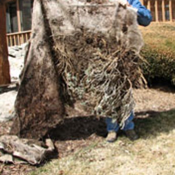 mulching trees