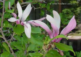 Magnolia's are a rare treat in Colorado. Most walk the line on hardiness here in the Denver Metro ar