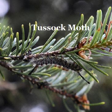 tussock moth, tree, pest, control, pine, insect,