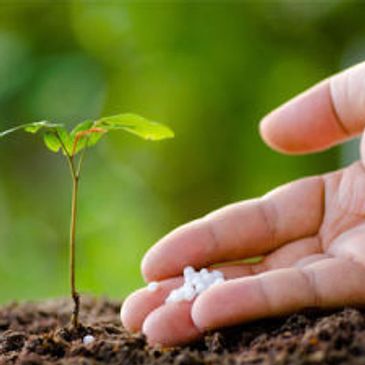 lawn fertilization