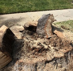 stump removal