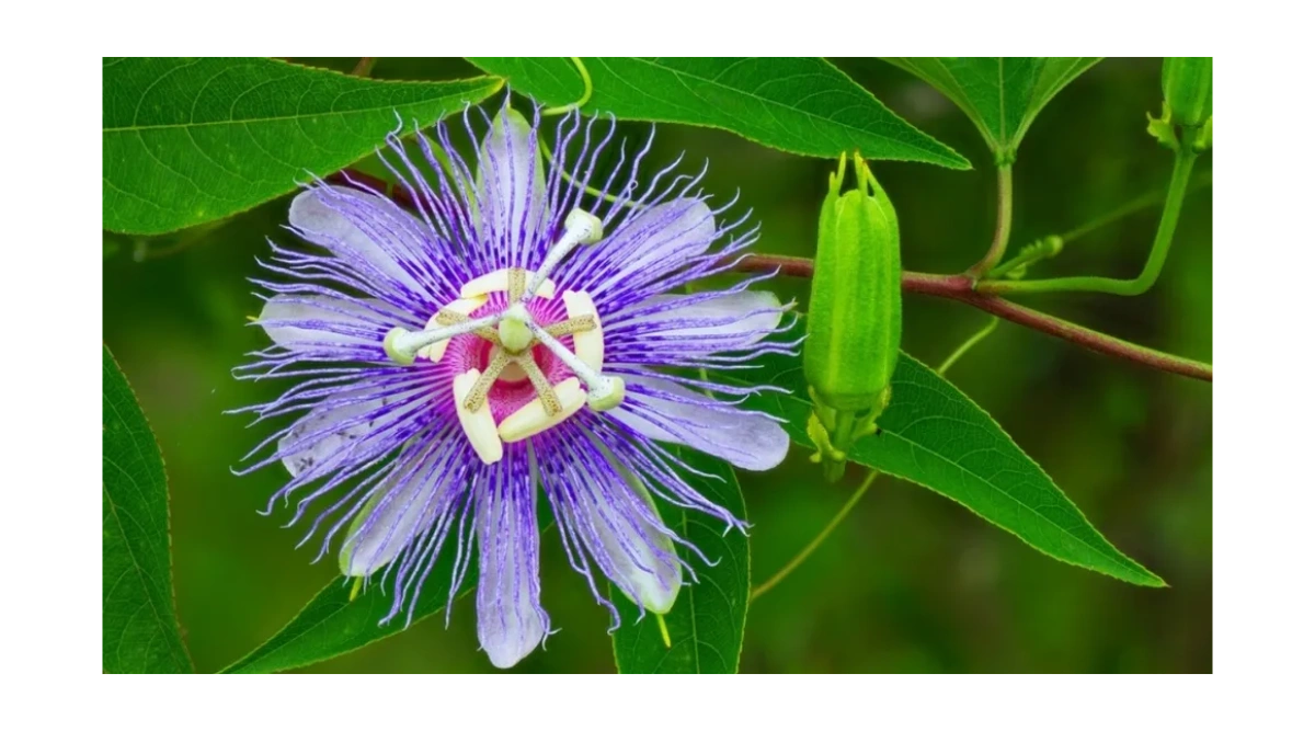 Strohl Landscaping LLC - Landscaping, Native Plants