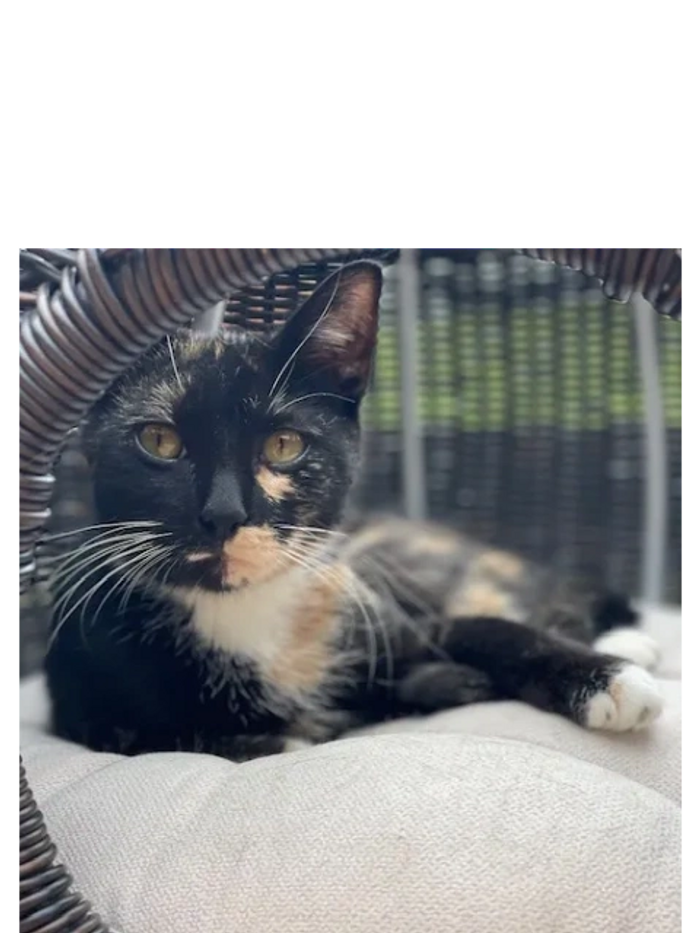 Dogs waiting in kennels at an animal shelter.