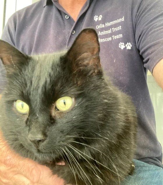 David with Buzz the rescue cat.