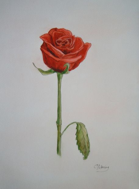 A Rose for My Mother,  Pen & Ink, Watercolor