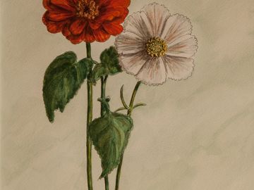 Zinnia and Cosmos, Pen & Ink, Watercolor