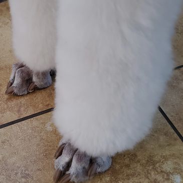 Professional, breed specific, dog grooming. Love poodle feet!