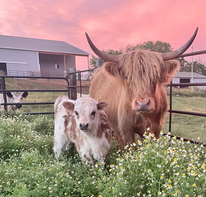 Highland Hill Miniature Cattle Ranch