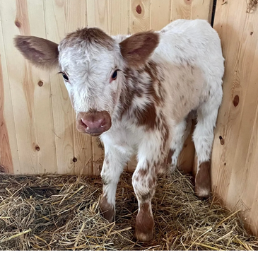 Mini Cows - Hilliker Farms