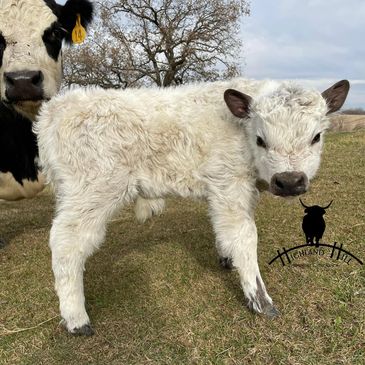 Mini Cows - Hilliker Farms