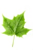 New Leaf Trustee