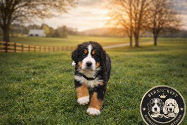 Bernese Mountain Dog puppy walking on grass during sunset.