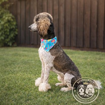 Poodle with a colorful bandana sitting on grass outdoors.