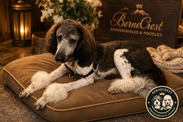 A black and white Bernedoodle rests on a cushion in a cozy setting.