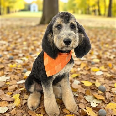 Adorable puppy with a checkered orange bandana sitting on autumn leaves.