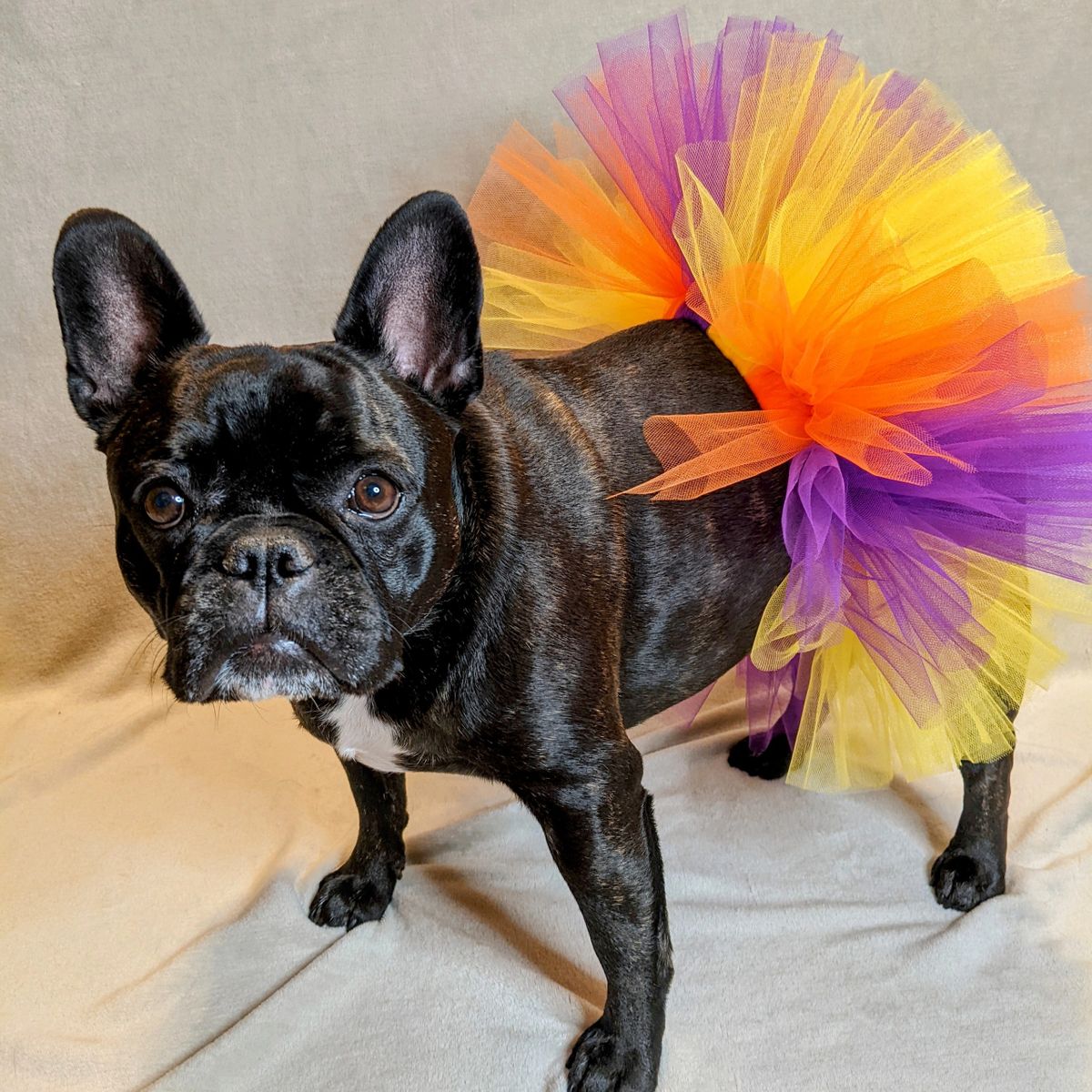 Hocus Pocus Tutu for Dogs and Cats (Size: XXLarge 19-20 Inch Waist)