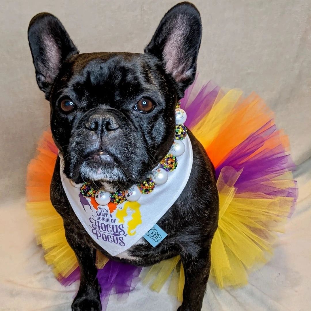 Hocus Pocus Tutu for Dogs and Cats (Size: XXLarge 19-20 Inch Waist)