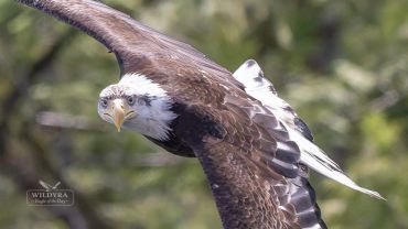 A bald eagle soaring with wings spread wide against a blurred natural background.