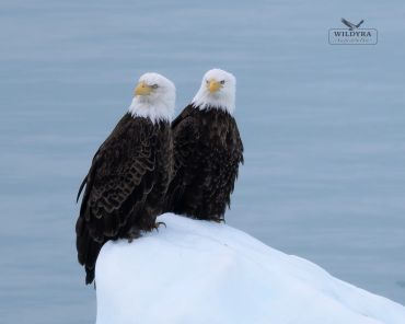 Two bald eagles perched on a snowy rock against a calm blue background.