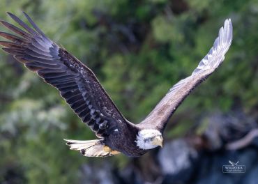 Majestic bald eagle soaring with wings spread wide over a natural forest background.